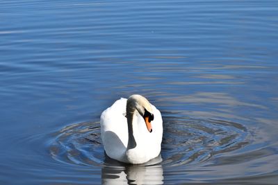 Swan swimming in lake