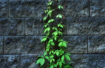 Close-up of plant growing on wall