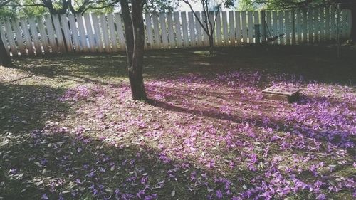Purple flowers in park