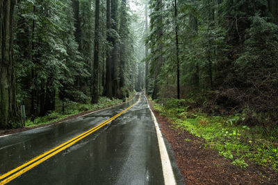 Road amidst trees in forest during rainy season