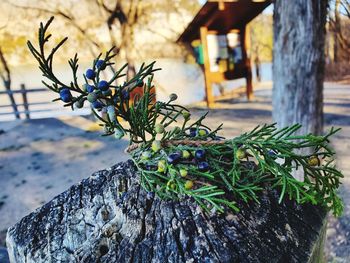 Close-up of plant growing on tree trunk