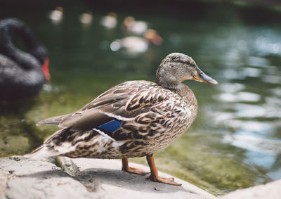 Side view of female mallard duck on rock at lakeshore