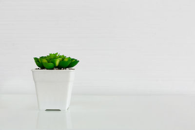 Close-up of potted plant on table against white background