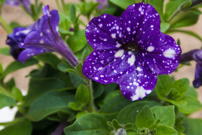 Close-up of wet purple flowering plant