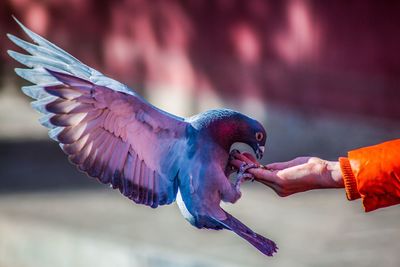 Cropped hand feeding pigeon