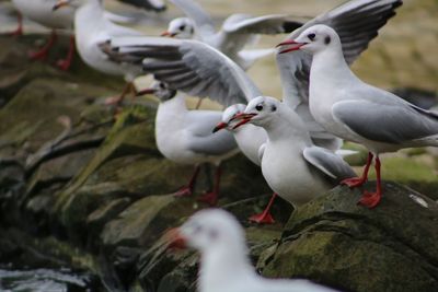 Close-up of birds perching on water