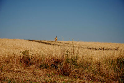 Man on field against clear blue sky