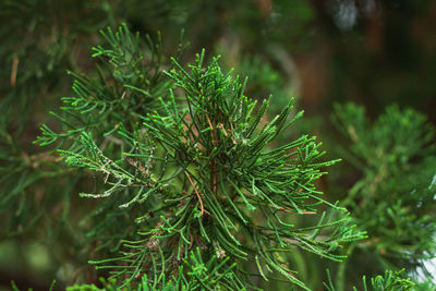 Close-up of pine tree