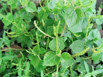 High angle view of fresh green leaves