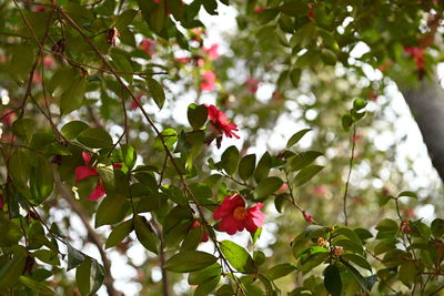 Low angle view of flowering plants on tree