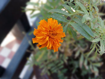 Close-up of yellow flower blooming outdoors