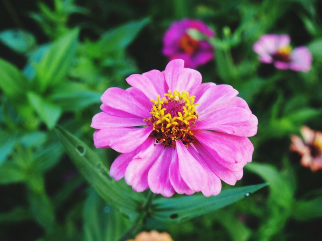 CLOSE-UP OF PINK AND PURPLE FLOWER OUTDOORS