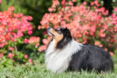 Close-up of a dog looking away