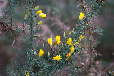 Close-up of yellow flowering plant