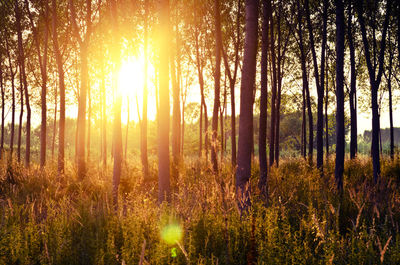 Sun shining through trees in forest