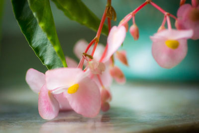 Close-up of flowers blooming outdoors