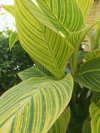 Close-up of green leaves