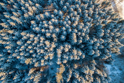 Full frame shot of snow covered trees