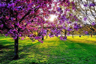 Flower tree in sunlight