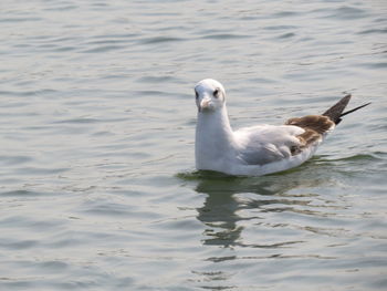 Swan swimming in lake