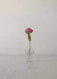 Close-up of rose in vase against white wall