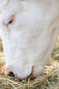 Close-up of cow