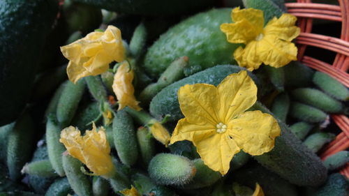 Close-up of yellow flower