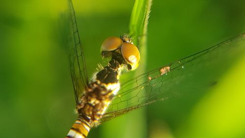 Close-up of spider on leaf