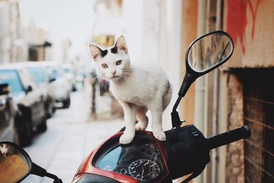 Portrait of cat on motor scooter