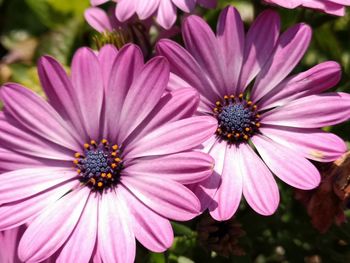 Close-up of pink daisy flowers