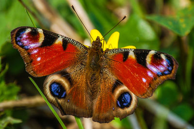 Close-up of butterfly perching on plant