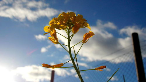 Low angle view of yellow flower against clear sky