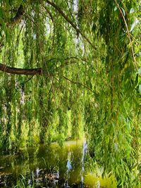 Scenic view of lake in forest