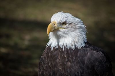 Close-up of eagle against blurred background