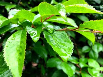 Close-up of fresh green plant