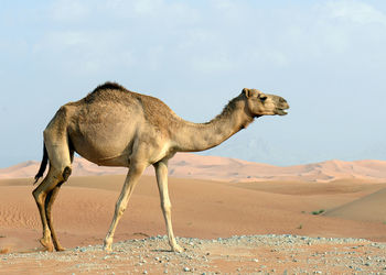 Side view of camel walking at desert against sky during sunny day