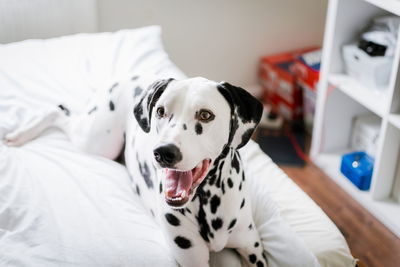 High angle view of spotted dog sitting on bed