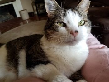 Close-up portrait of cat at home