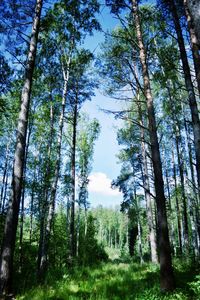 Low angle view of trees in forest