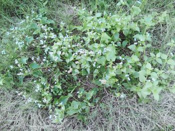 Plants growing on tree