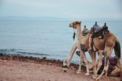 Dahab panoramic