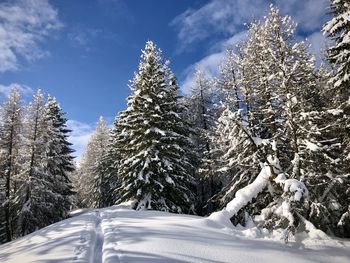 Snow covered pine trees against sky