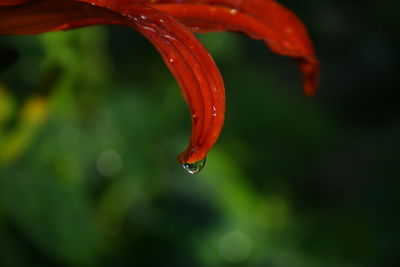 Close-up of red flower