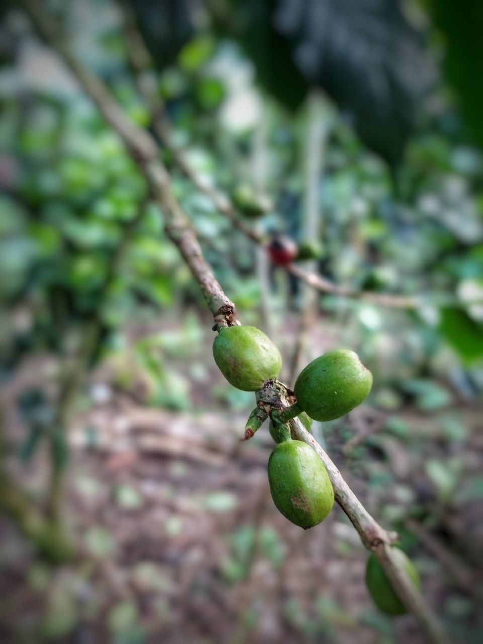 fruit, food, food and drink, healthy eating, plant, tree, green, growth, branch, freshness, focus on foreground, nature, no people, agriculture, leaf, produce, close-up, flower, wellbeing, plant part, day, outdoors, unripe, olive, beauty in nature, fruit tree, ripe, selective focus, land, twig, olive tree