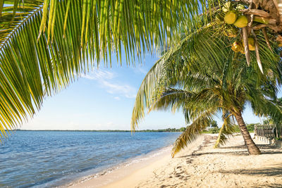 Palm trees by sea against sky