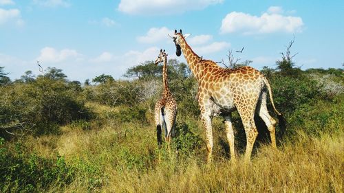 Giraffe standing on grass against sky