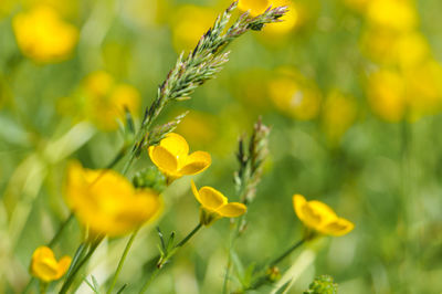 Close up of yellow flower blooming in field