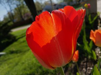 Close-up of red poppy