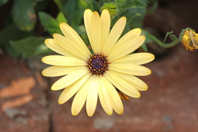 Close-up of yellow flower
