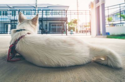 Close-up of a dog resting